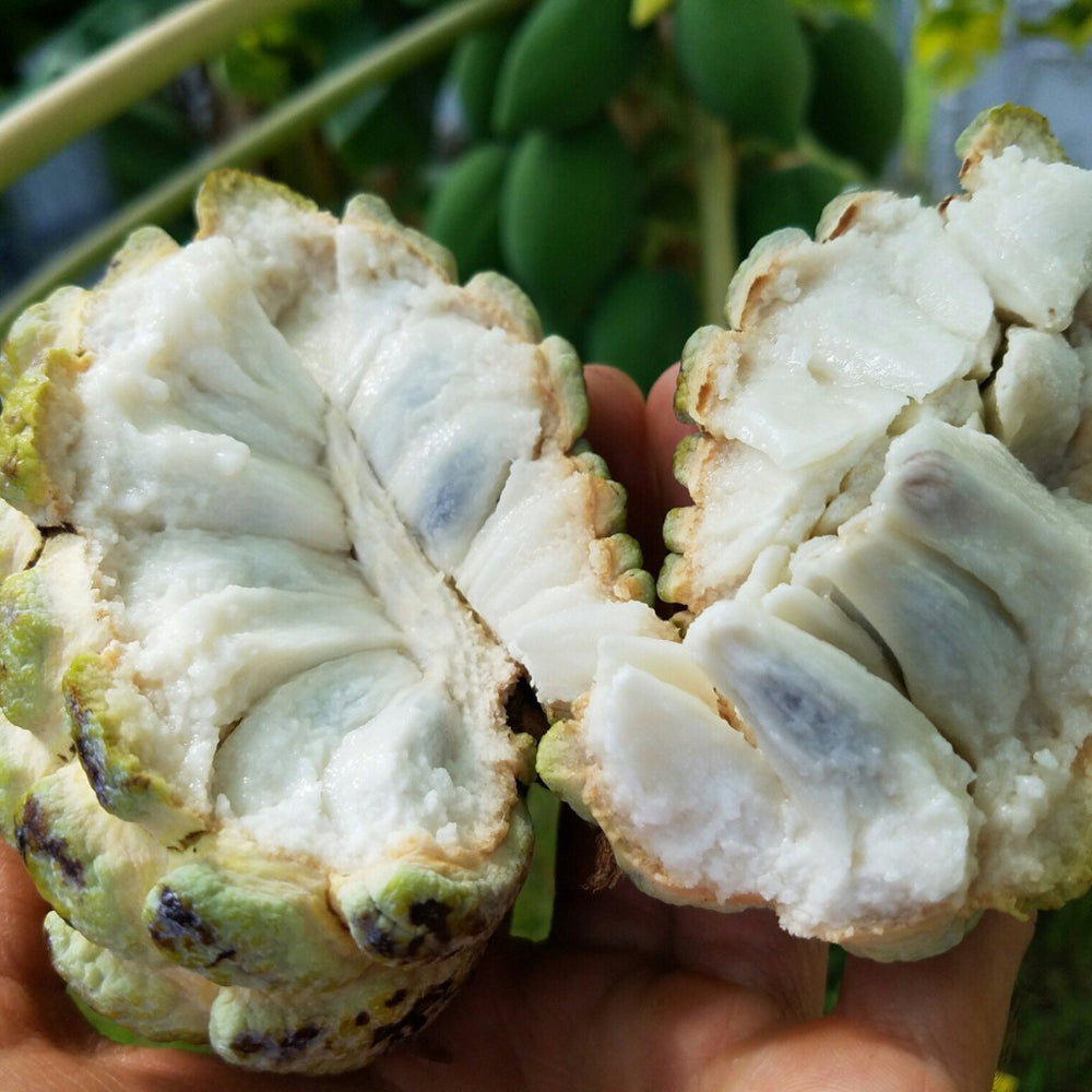 Sugar Apple Seeds