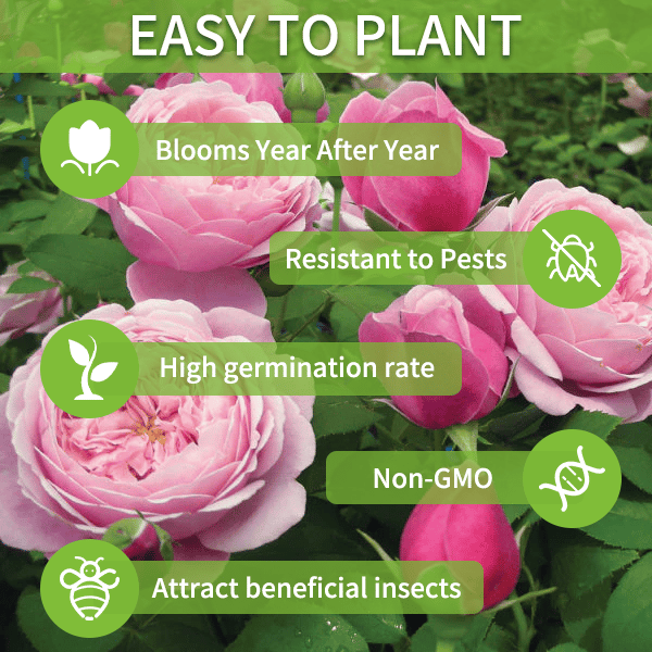 🌺 Lisianthus (Thornless Rose) — Elegance, Color & Year-Round Beauty