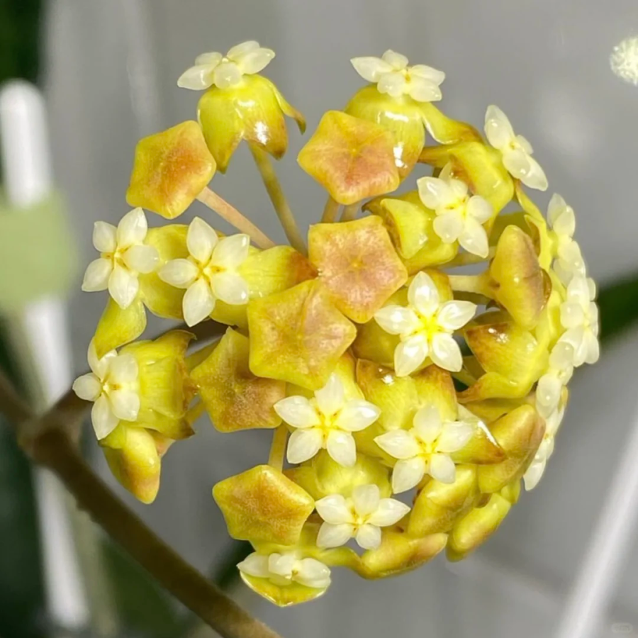 ⭐️Hoya Carnosa Flower Seeds 丨Star-shaped Flower Ball