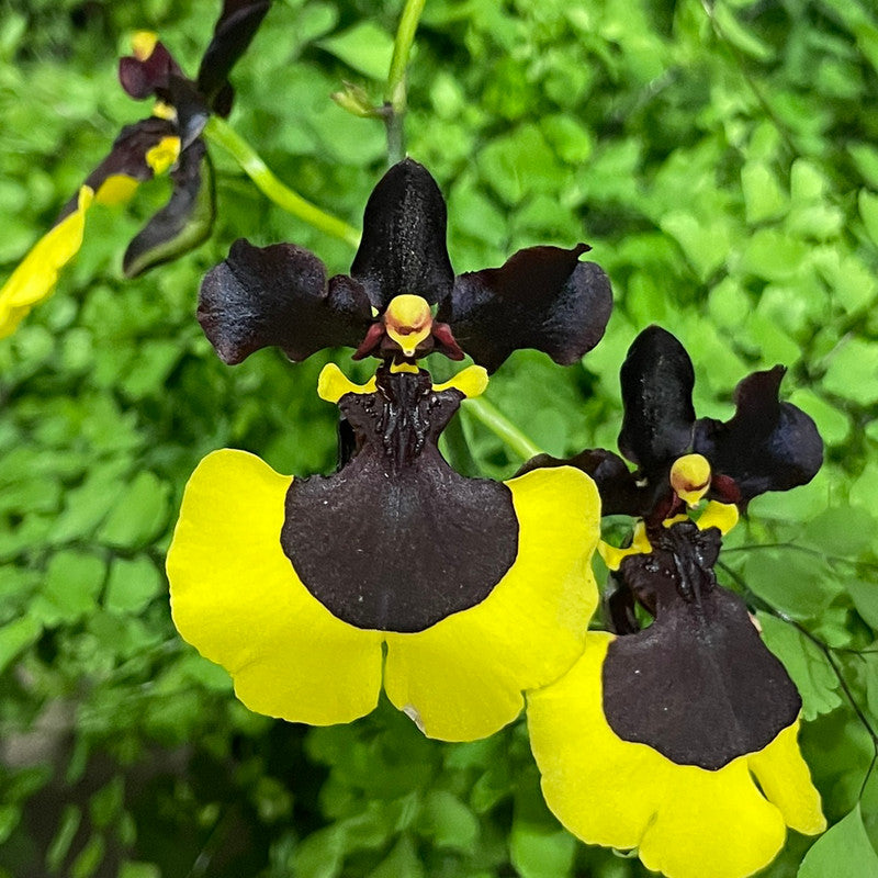 Rare Oncidium Flower Seeds-Jiaho Queen