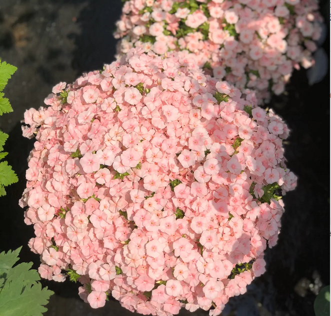 💐Garden Verbena Seeds