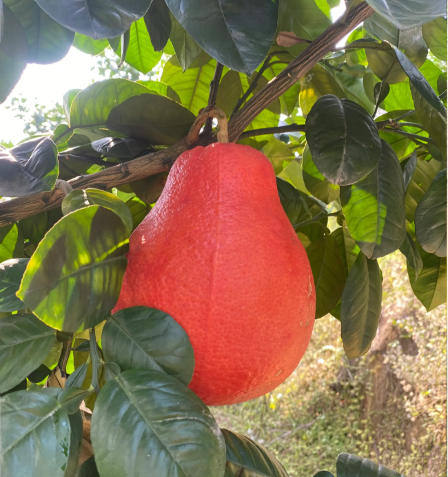 Perfume Red Pomelos Seeds