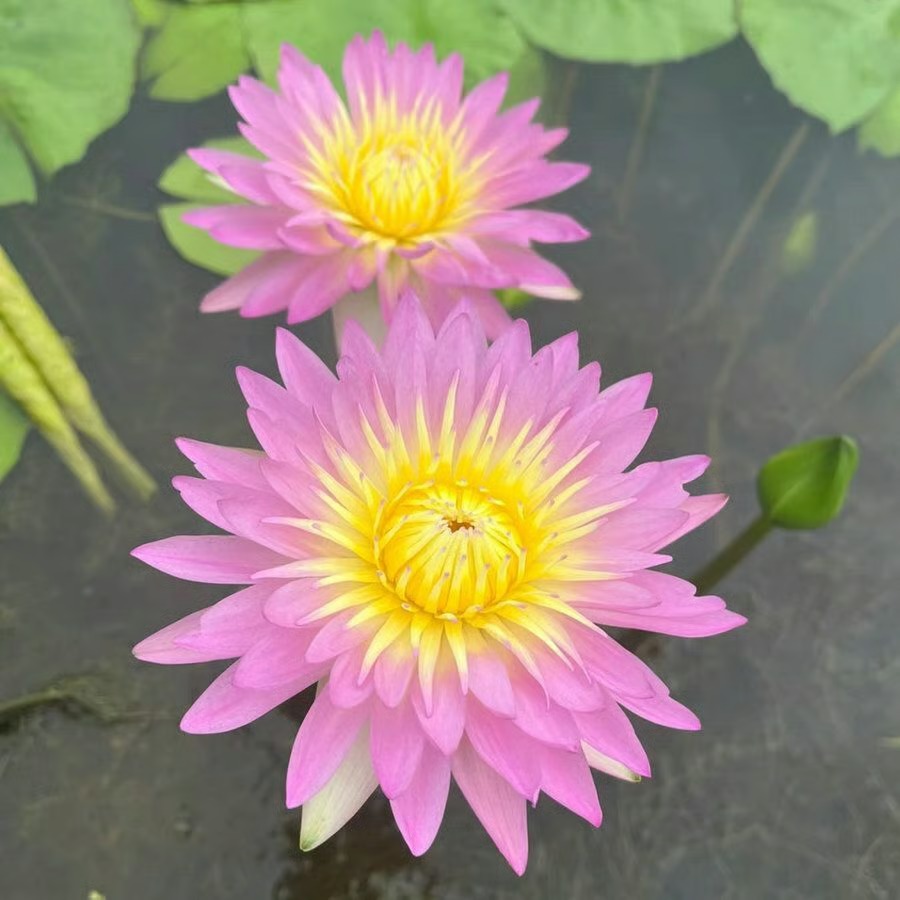 🌸 Hydroponic Lotus — Fresh, Simple & Beautiful