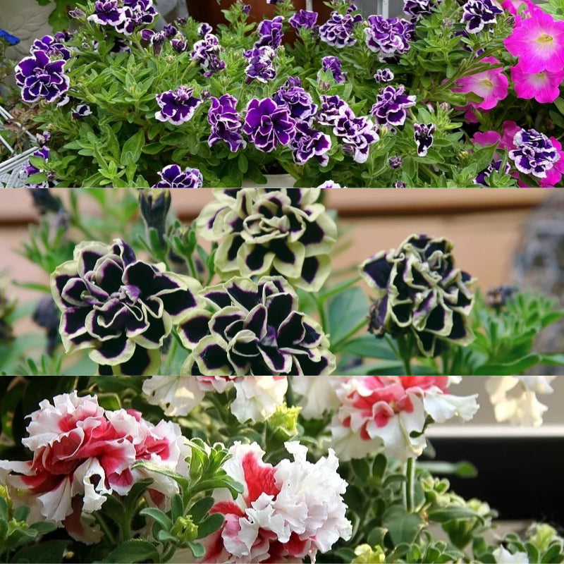 Double Petunia Seeds