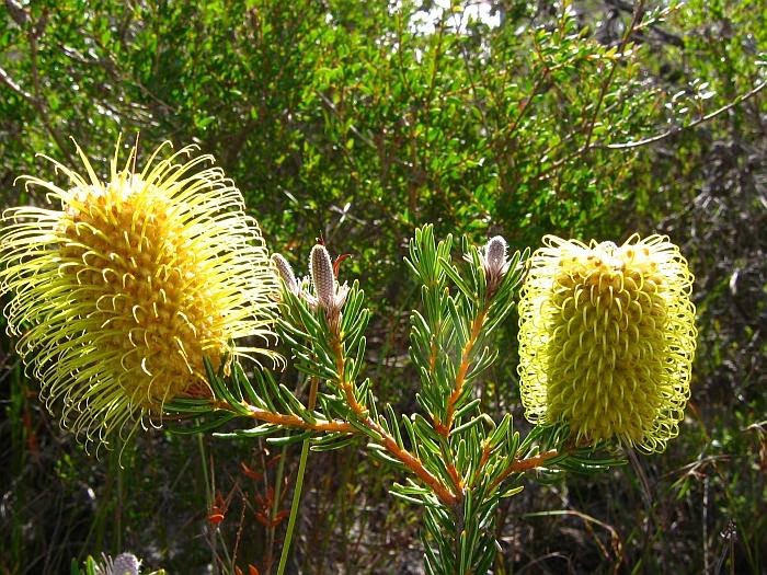 Teasel Banksia Silver Banksia