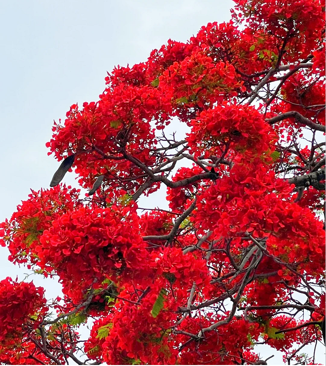 Royal Poinciana Seeds
