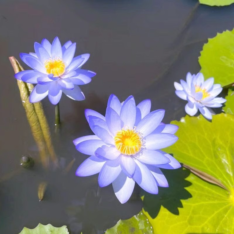 🌸 Hydroponic Lotus — Fresh, Simple & Beautiful