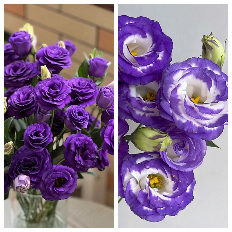 🌺 Lisianthus (Thornless Rose) — Elegance, Color & Year-Round Beauty