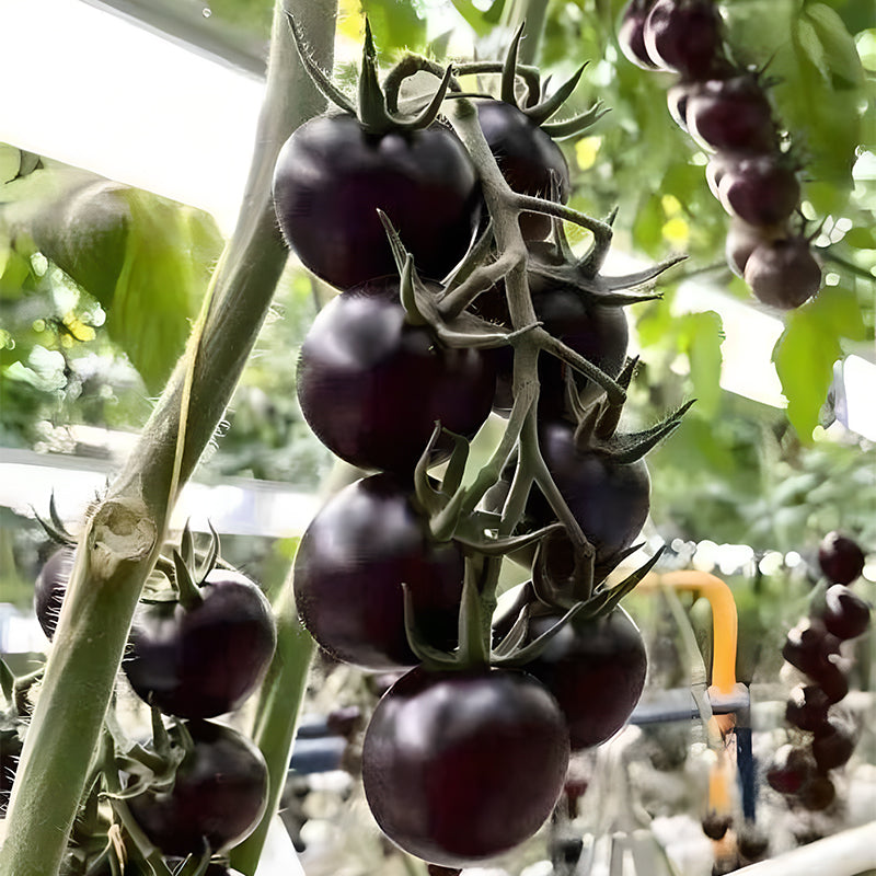 Rare Pruple Tomato Seeds No-Gmo