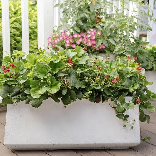 Tomato Cherry Pink Grape