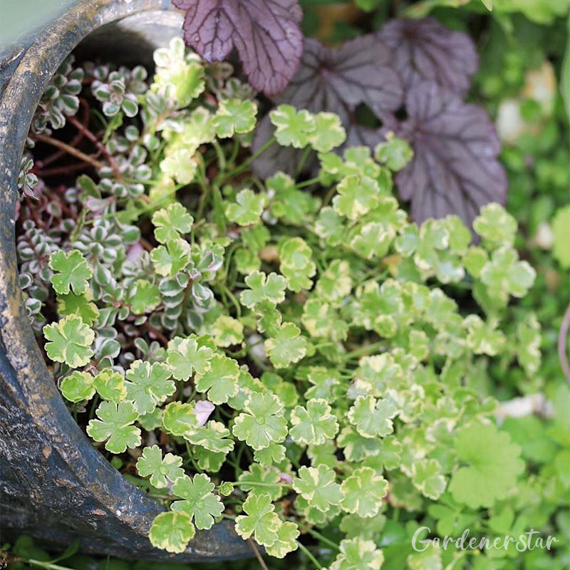 Coriander leaf 'Crystal Candy'