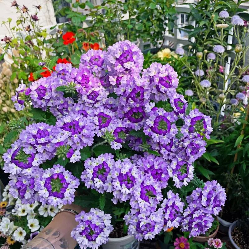 💐Garden Verbena Seeds