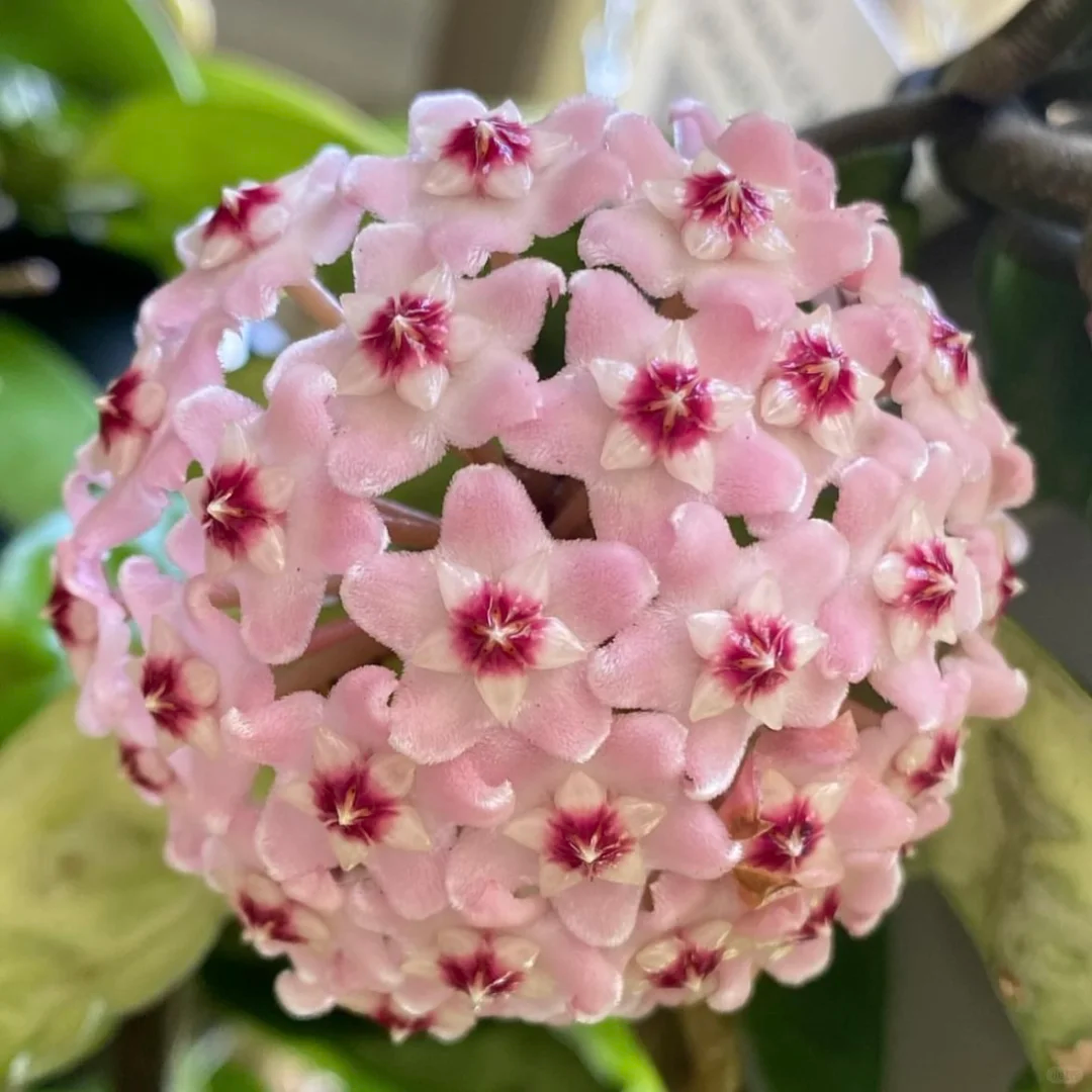 ⭐️Hoya Carnosa Flower Seeds 丨Star-shaped Flower Ball