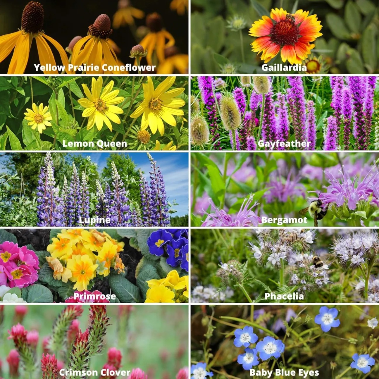 🌸Mixed Perennial Flowers Seeds-Over 60 kinds mixed