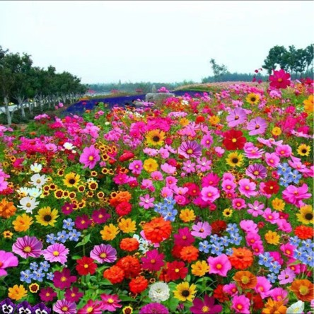 🌸Mixed Perennial Flowers Seeds-Over 60 kinds mixed