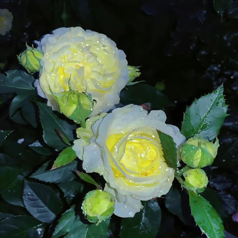 🌺 Lisianthus (Thornless Rose) — Elegance, Color & Year-Round Beauty