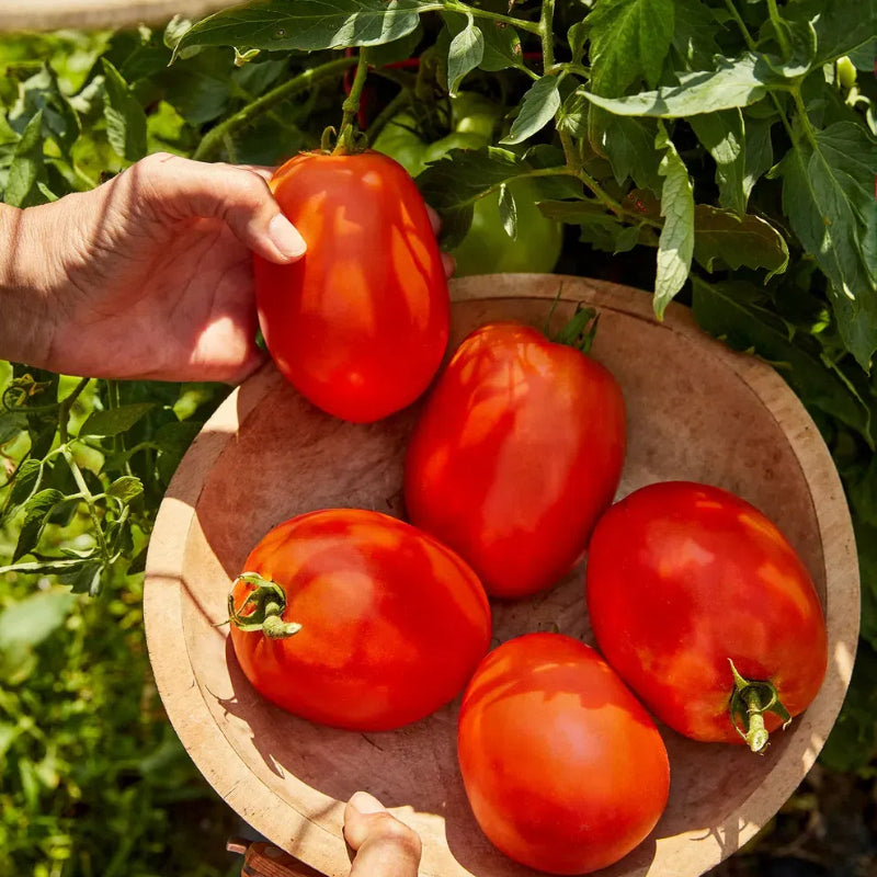 Giant Cherry Tomatoes