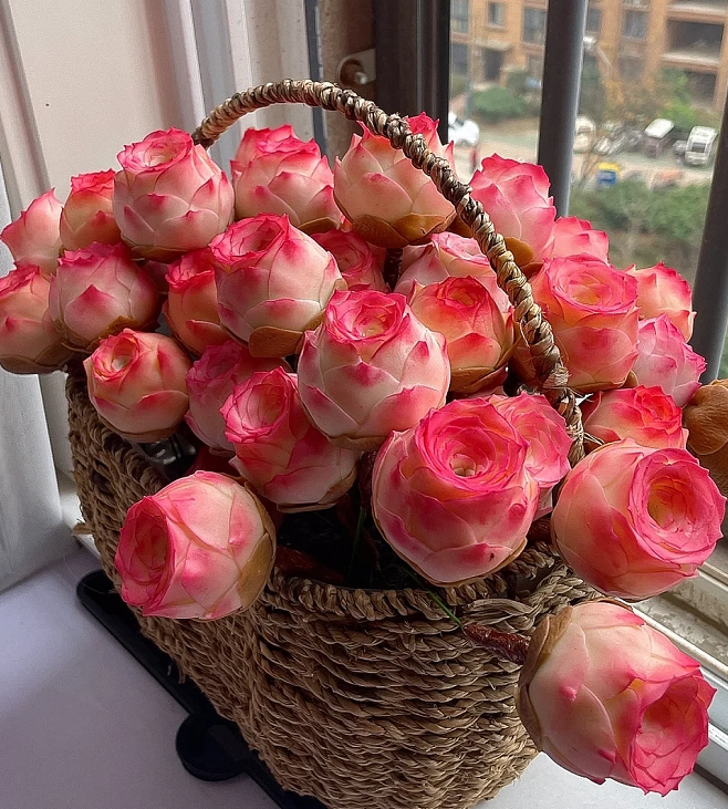 Mountain Rose Succulent Plant