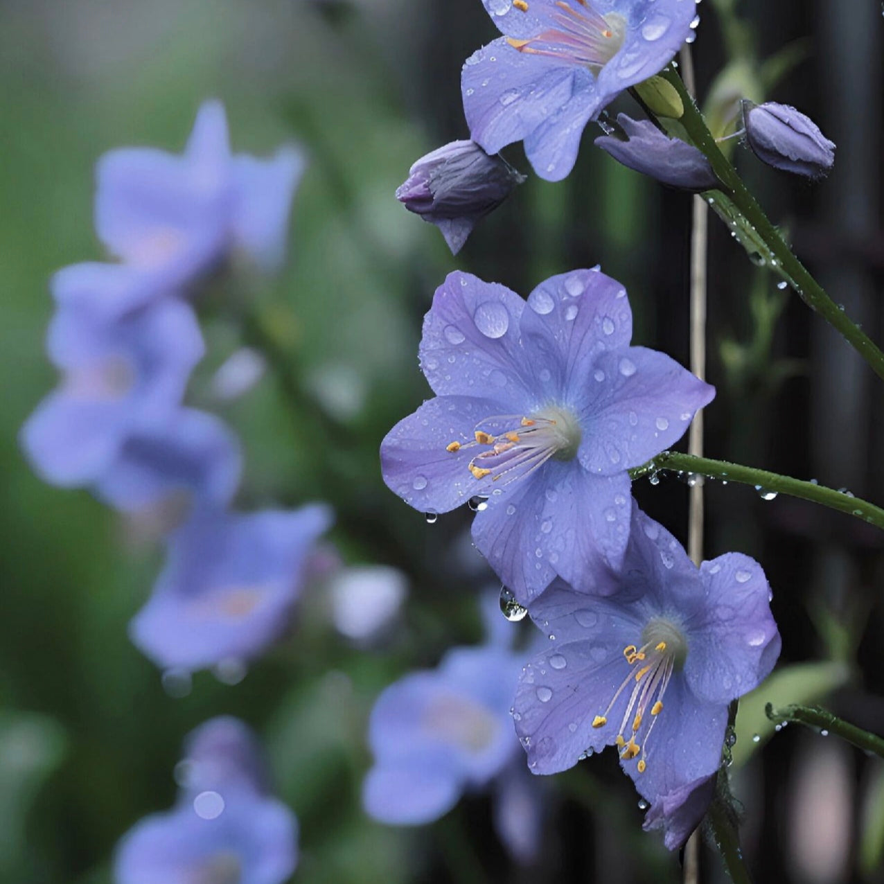 Tradescantia Seeds-the Symbol of Respect