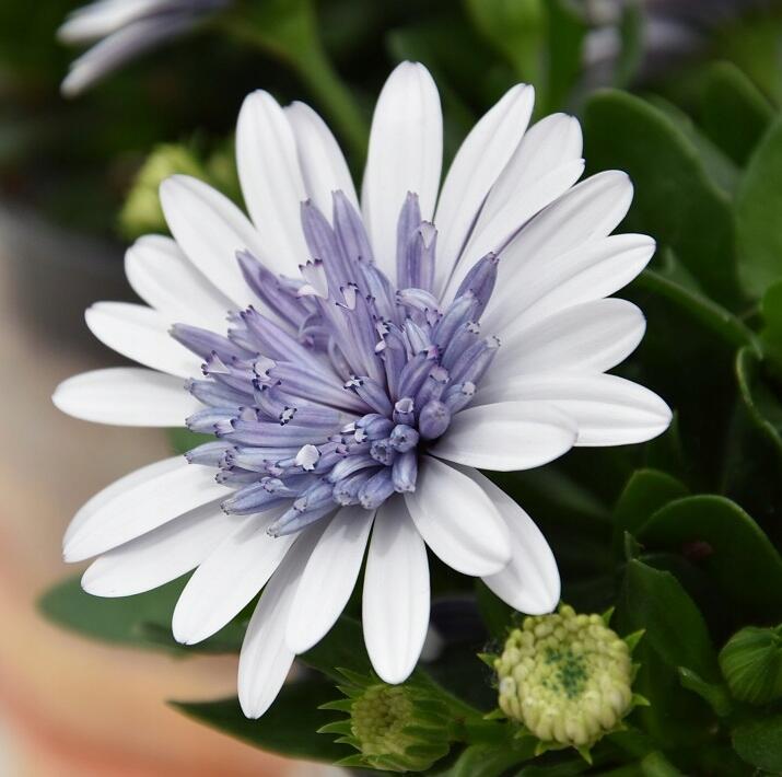 Marigold 'Sky Blue Misty Rain' seeds