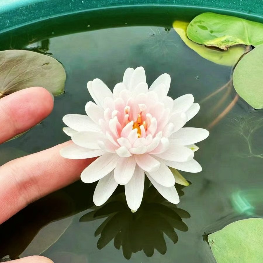 🌸 Hydroponic Lotus — Fresh, Simple & Beautiful