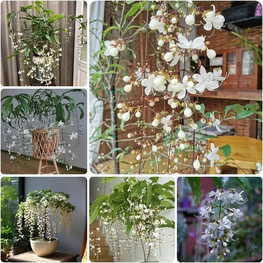 🌸Weeping Jasmine Seeds - White Jade Butterfly🌿❄️