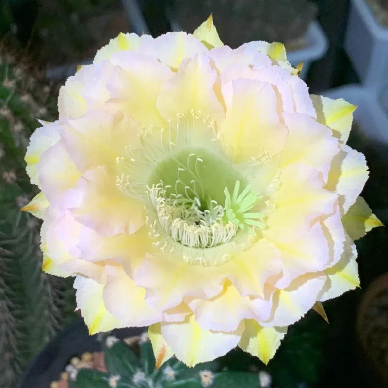 Flowering Echinopsis Cactus Species Mix🌵🌸
