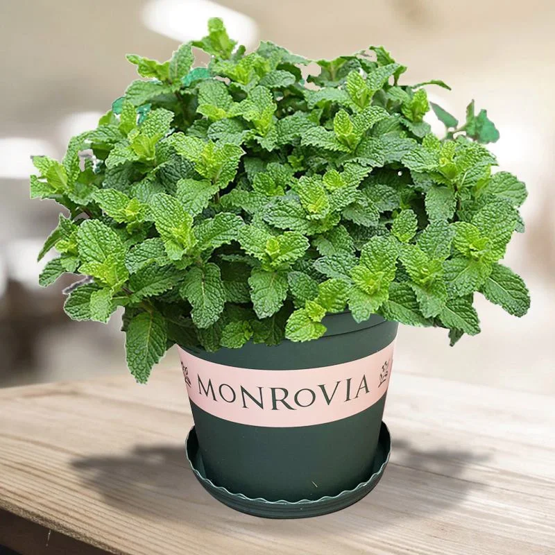 Potted Mint Seeds