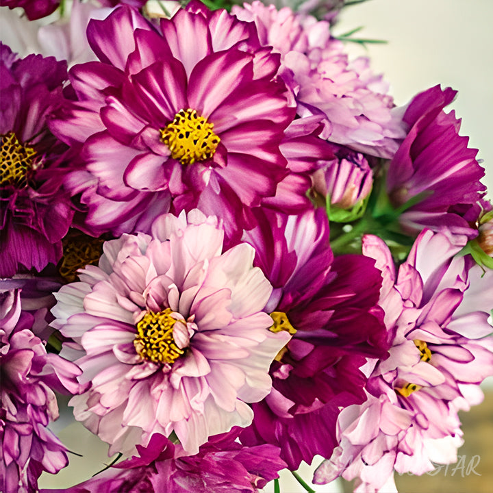 🌸Double Cosmos Seeds-Flower of Happiness