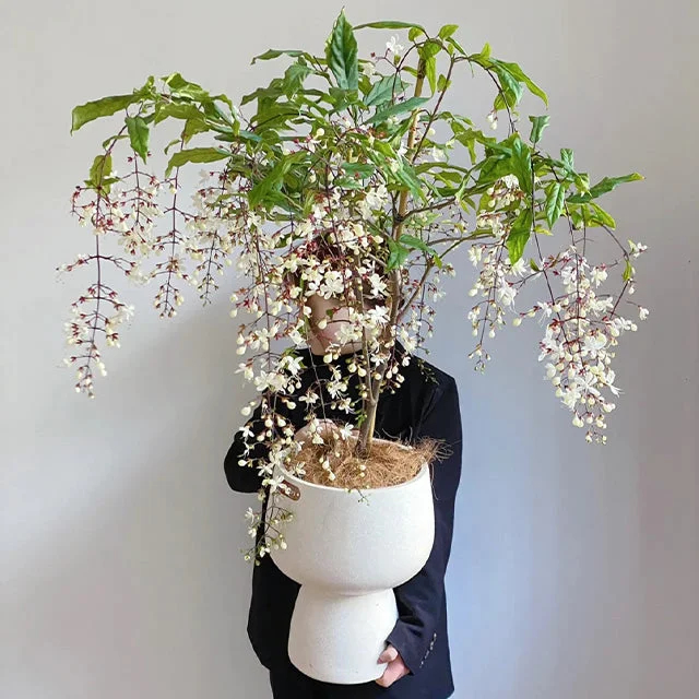 🌸Weeping Jasmine Seeds - White Jade Butterfly🌿❄️