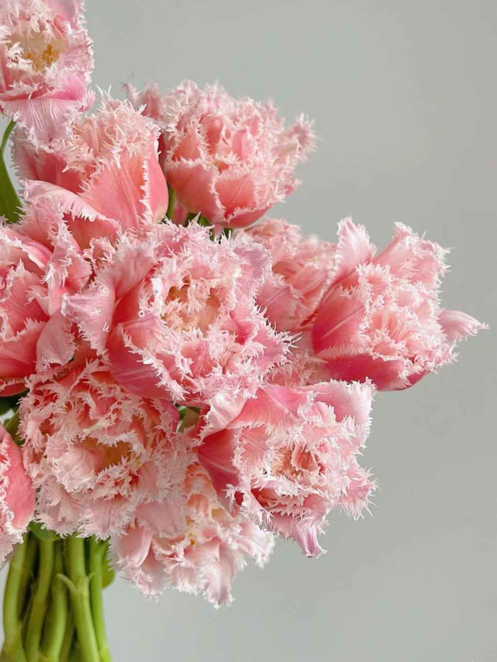 Bonsai Rare Color Tulip Seeds