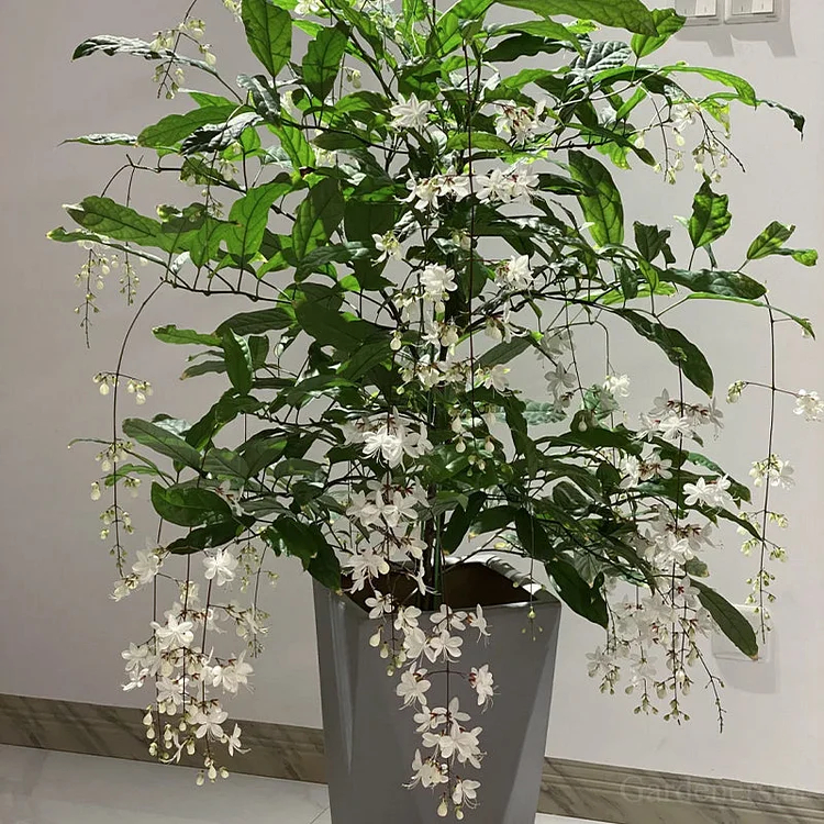 🌸Weeping Jasmine Seeds - White Jade Butterfly🌿❄️