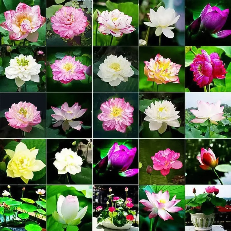 🌸 Hydroponic Lotus — Fresh, Simple & Beautiful