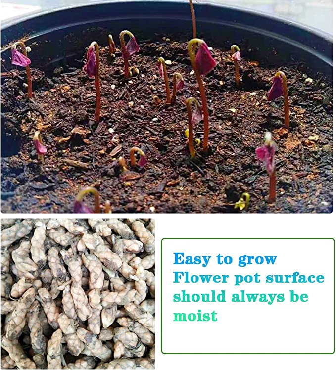 💜Purple Luck Oxalis Bulbs