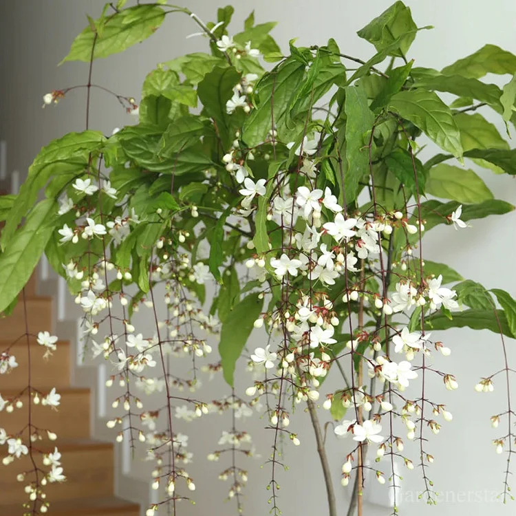 🌸Weeping Jasmine Seeds - White Jade Butterfly🌿❄️
