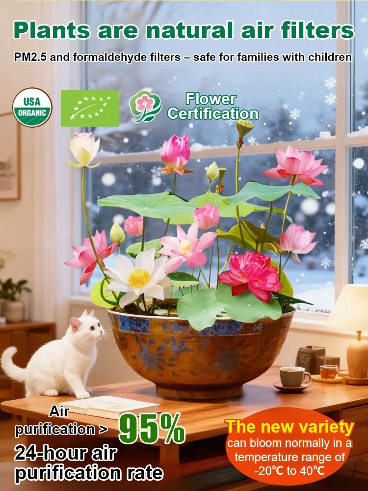 🌸 Hydroponic Lotus — Fresh, Simple & Beautiful