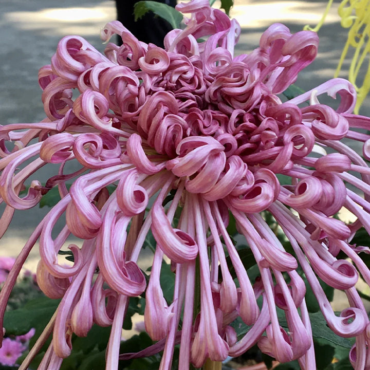 Rare Golden Chrysanthemum Seeds-Longevity Flower💞
