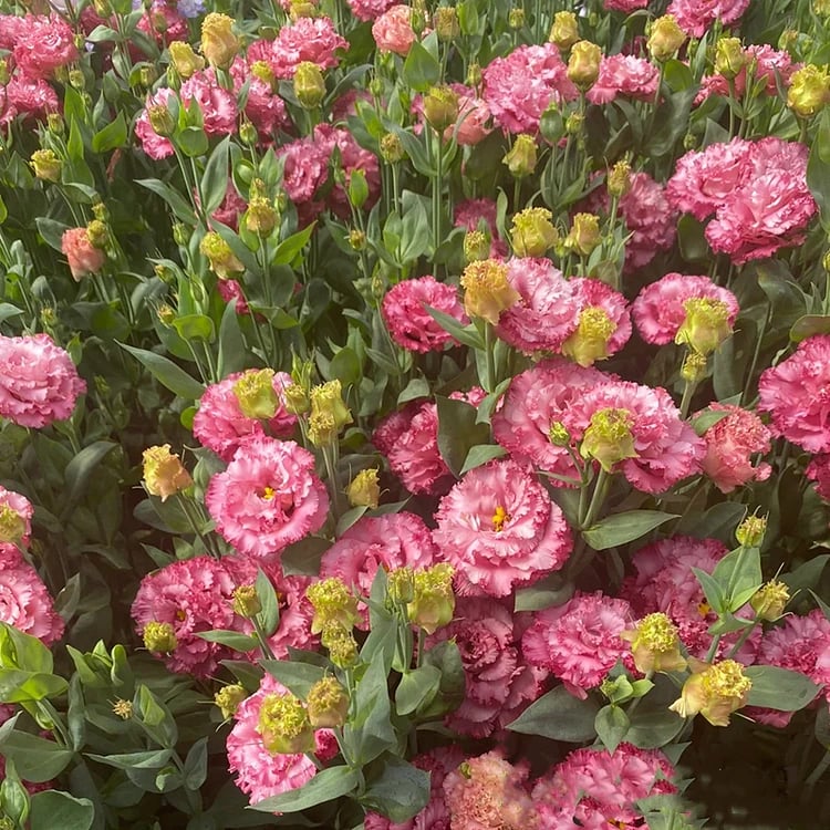🌺 Lisianthus (Thornless Rose) — Elegance, Color & Year-Round Beauty