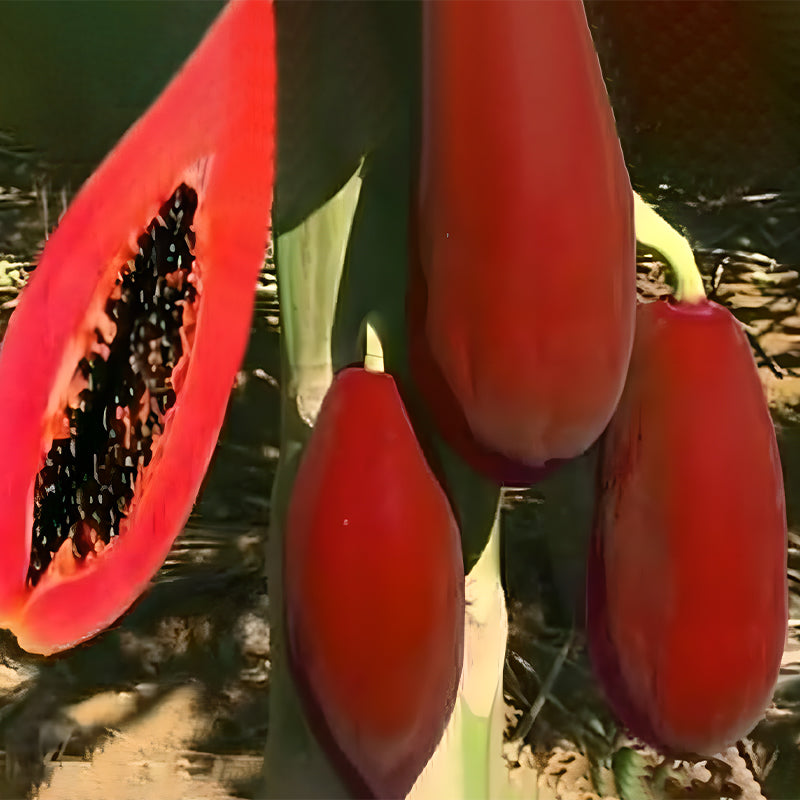 Organic Papaya Tree Seeds Heirloom Edible