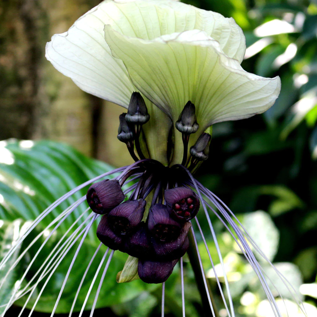Rare Exotic White Bat Flower Seeds | Tacca Integrifolia
