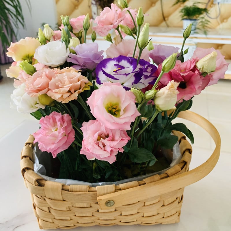 🌺 Lisianthus (Thornless Rose) — Elegance, Color & Year-Round Beauty