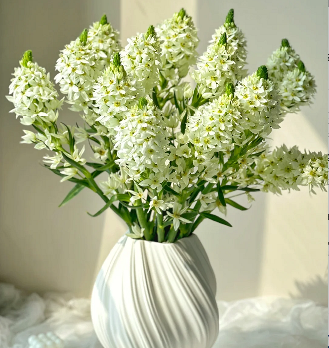 Ornithogalum 'Sonoran White'