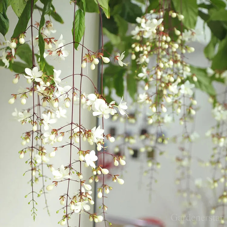 🌸Weeping Jasmine Seeds - White Jade Butterfly🌿❄️