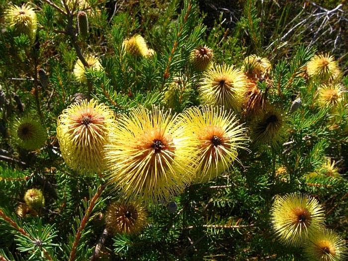 Teasel Banksia Silver Banksia