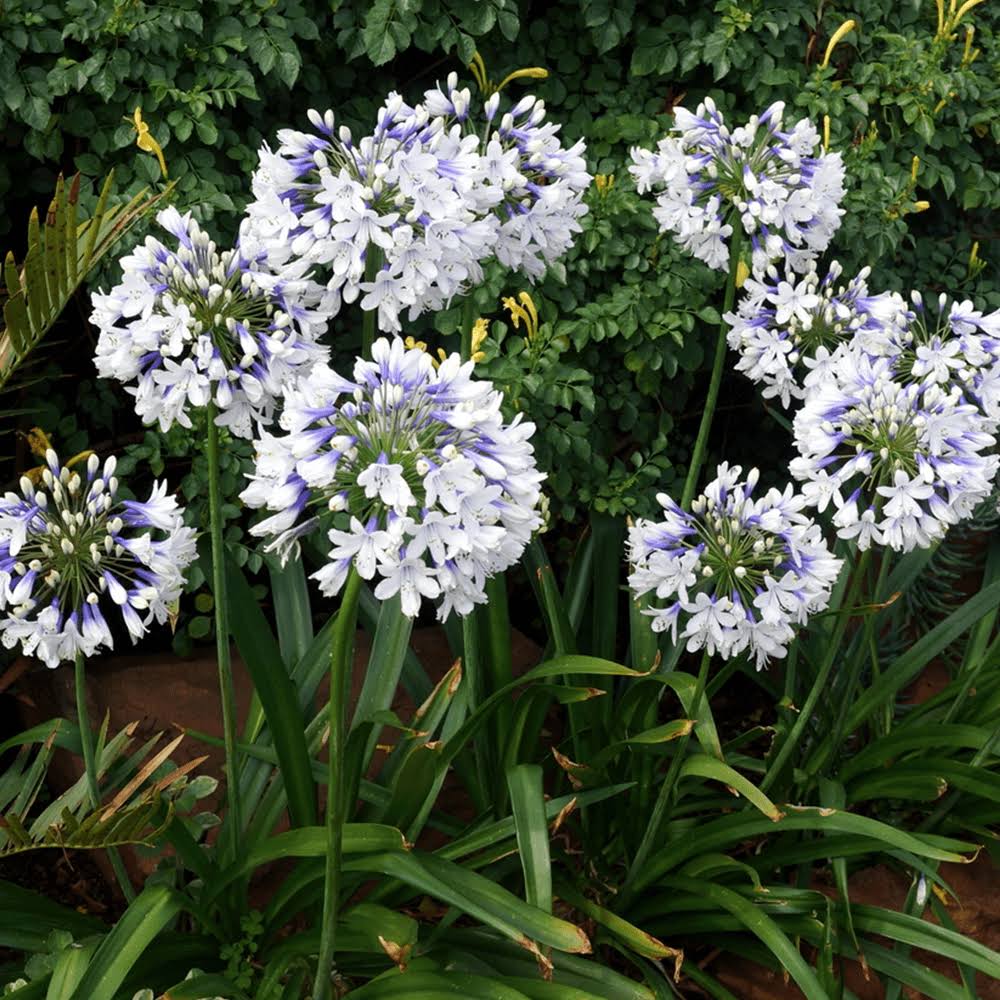 🎁New Year Sale🎁Agapanthus ‘Twister’