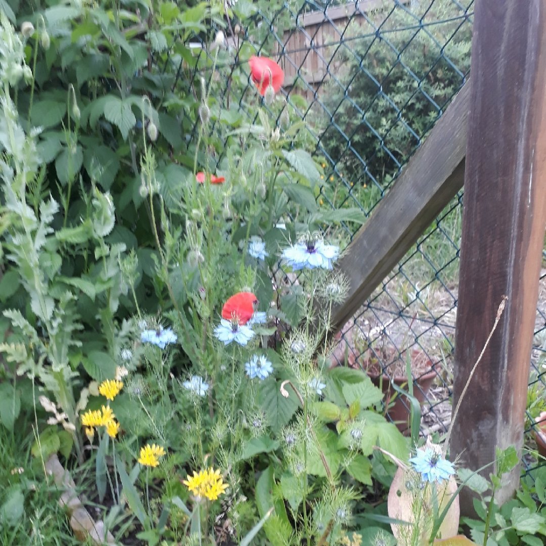 Nigella Miss Jekyll Mix Organic