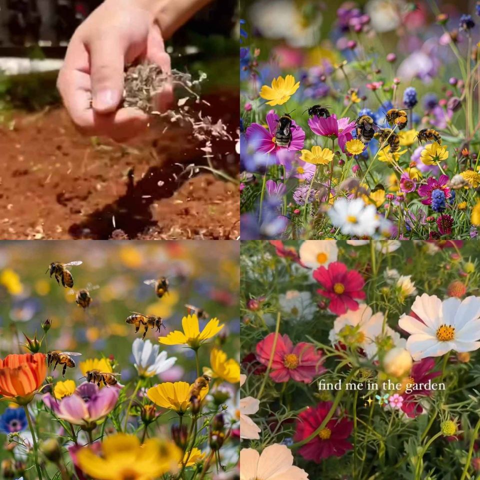 🌸Mixed Perennial Flowers Seeds-Over 60 kinds mixed