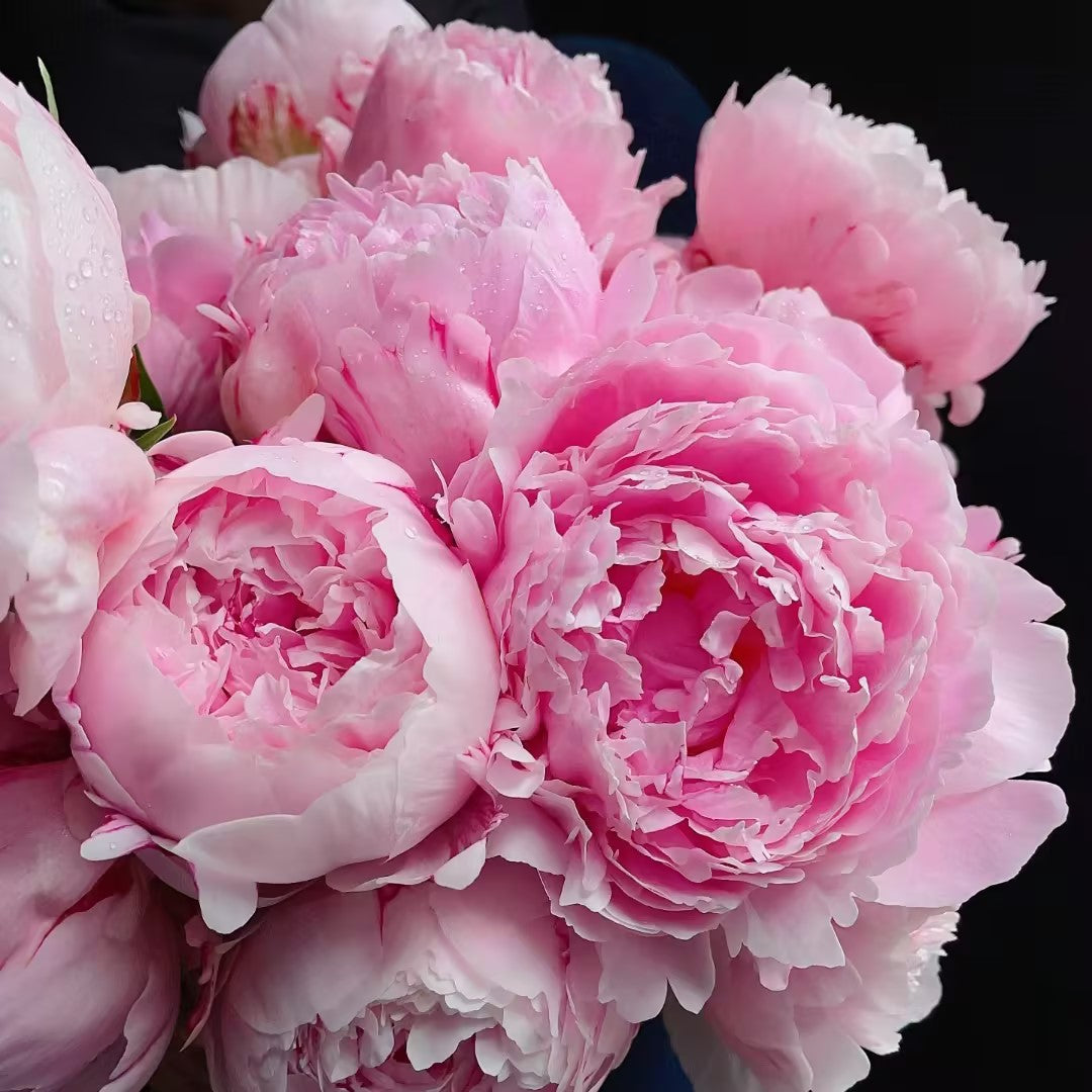 Paeonia Lactiflora Bonsai Plant Home Garden