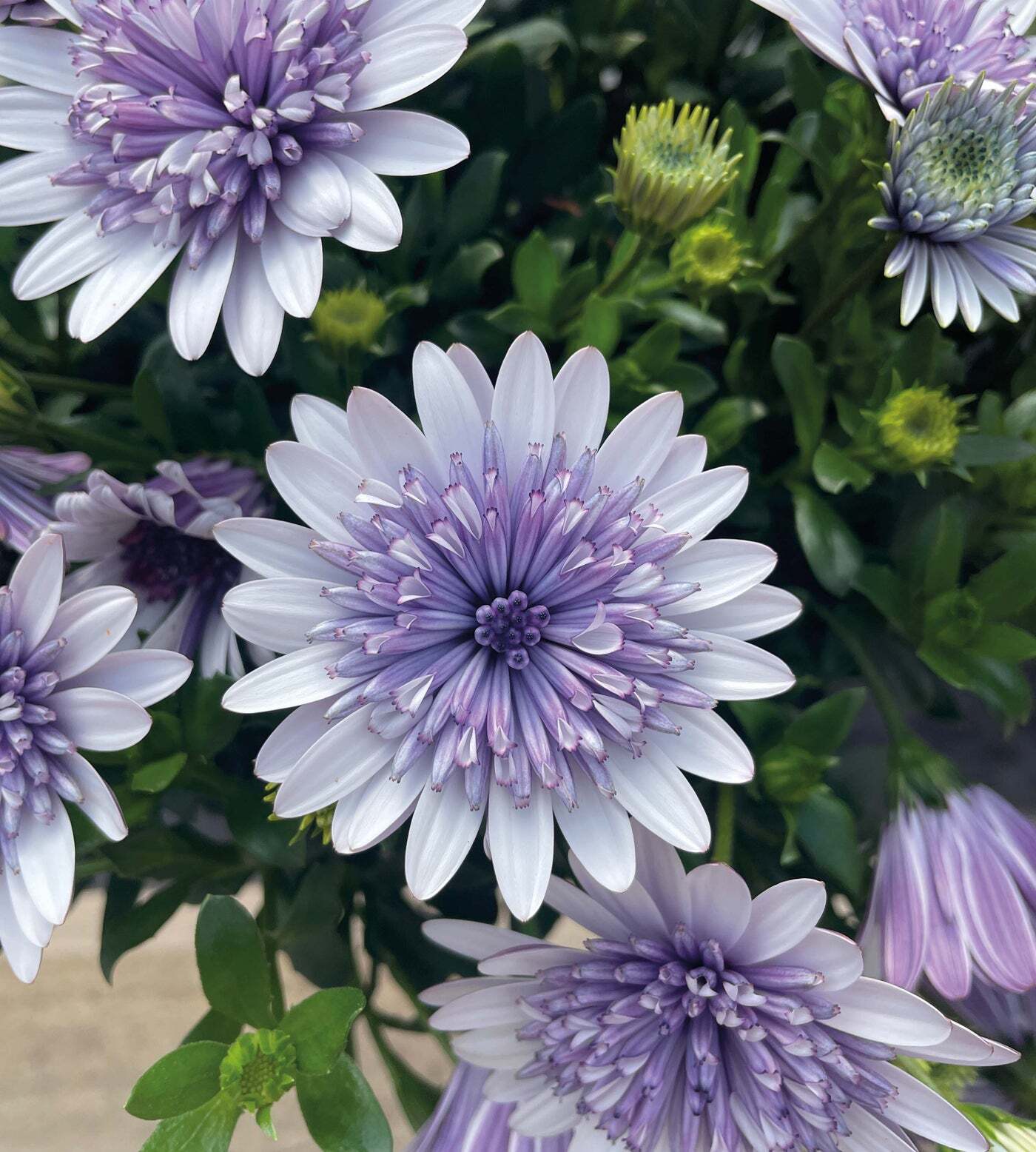 Marigold 'Sky Blue Misty Rain' seeds
