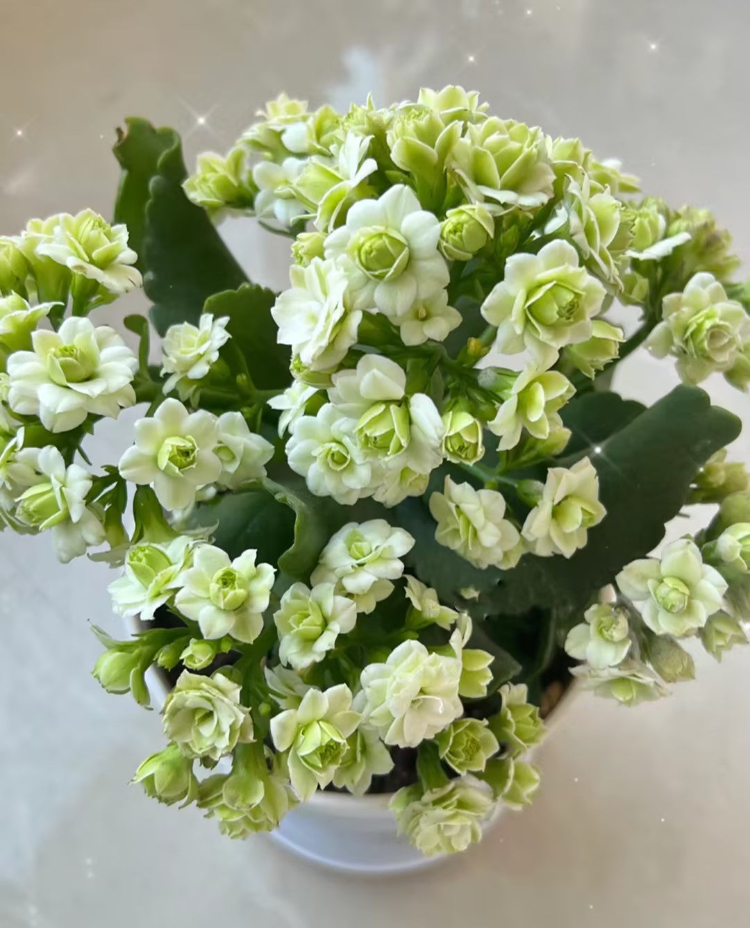 Kalanchoe Seed Garden Planting